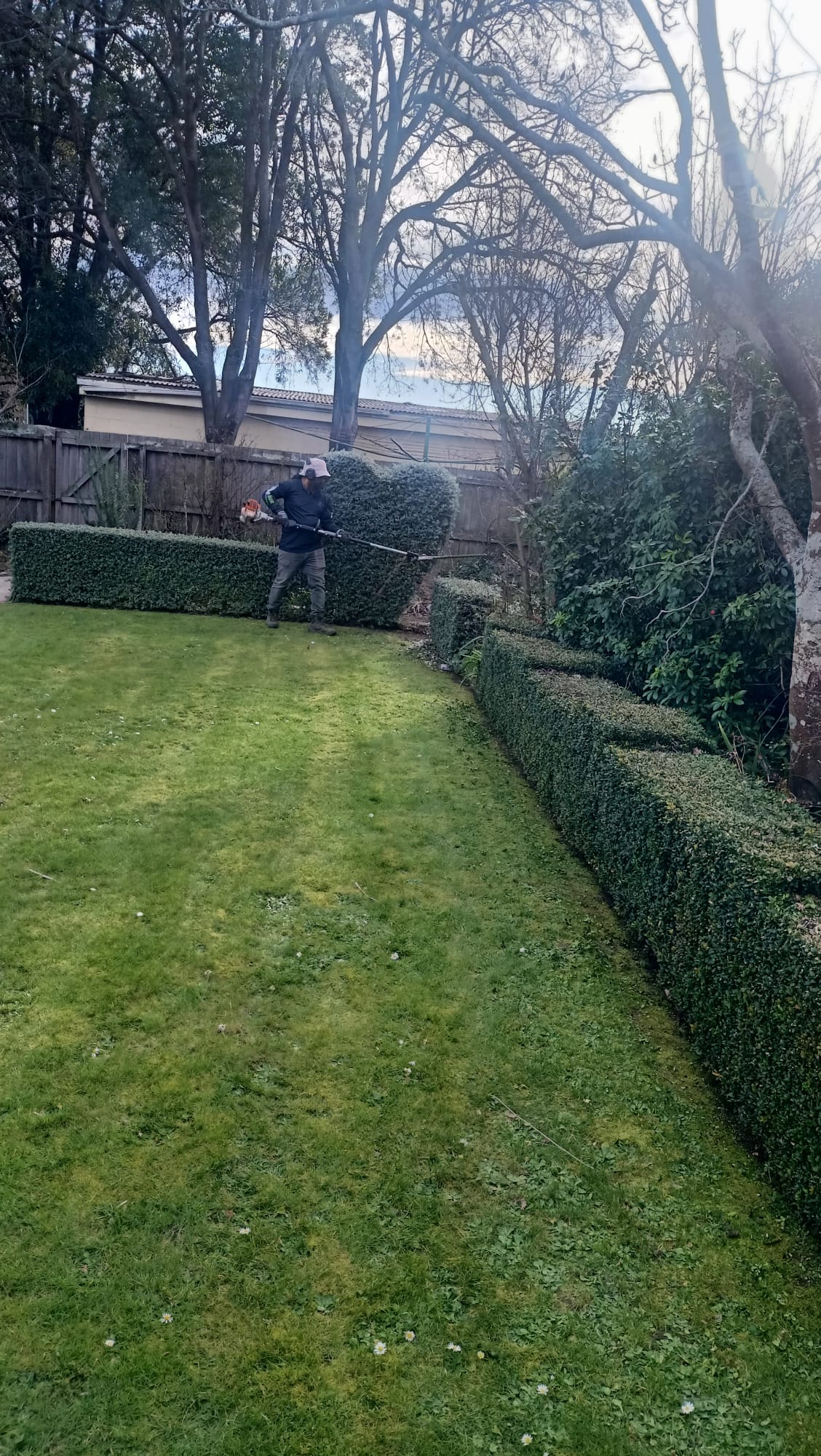 Gardener trimming a low hedge beside a lawn