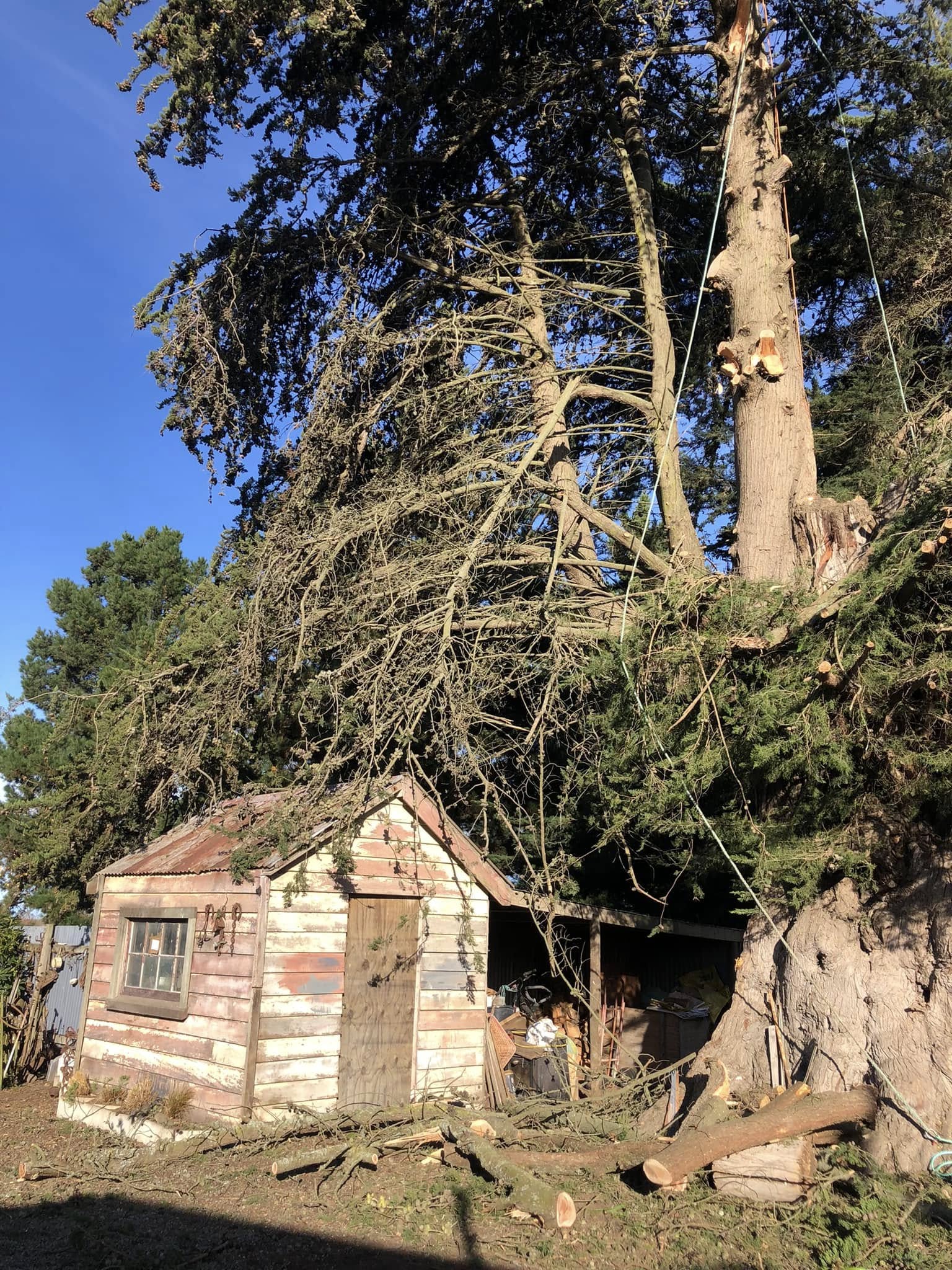 Large tree and stump area during removal work