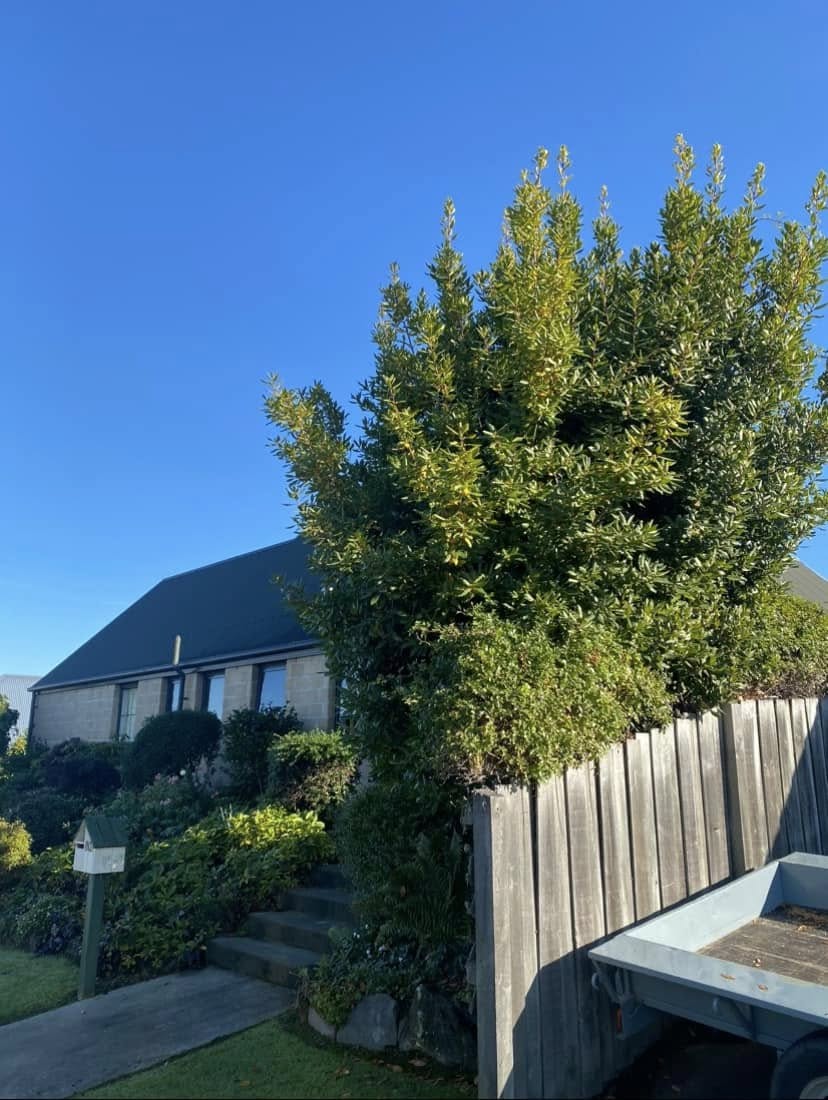 Residential property after tree work and clean-up