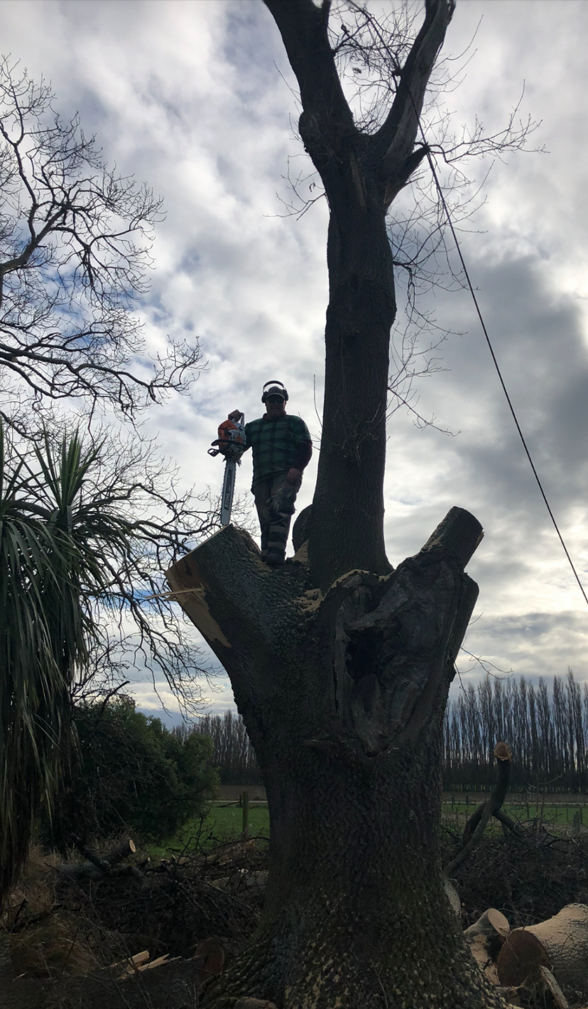 Tree worker secured with ropes while working at height