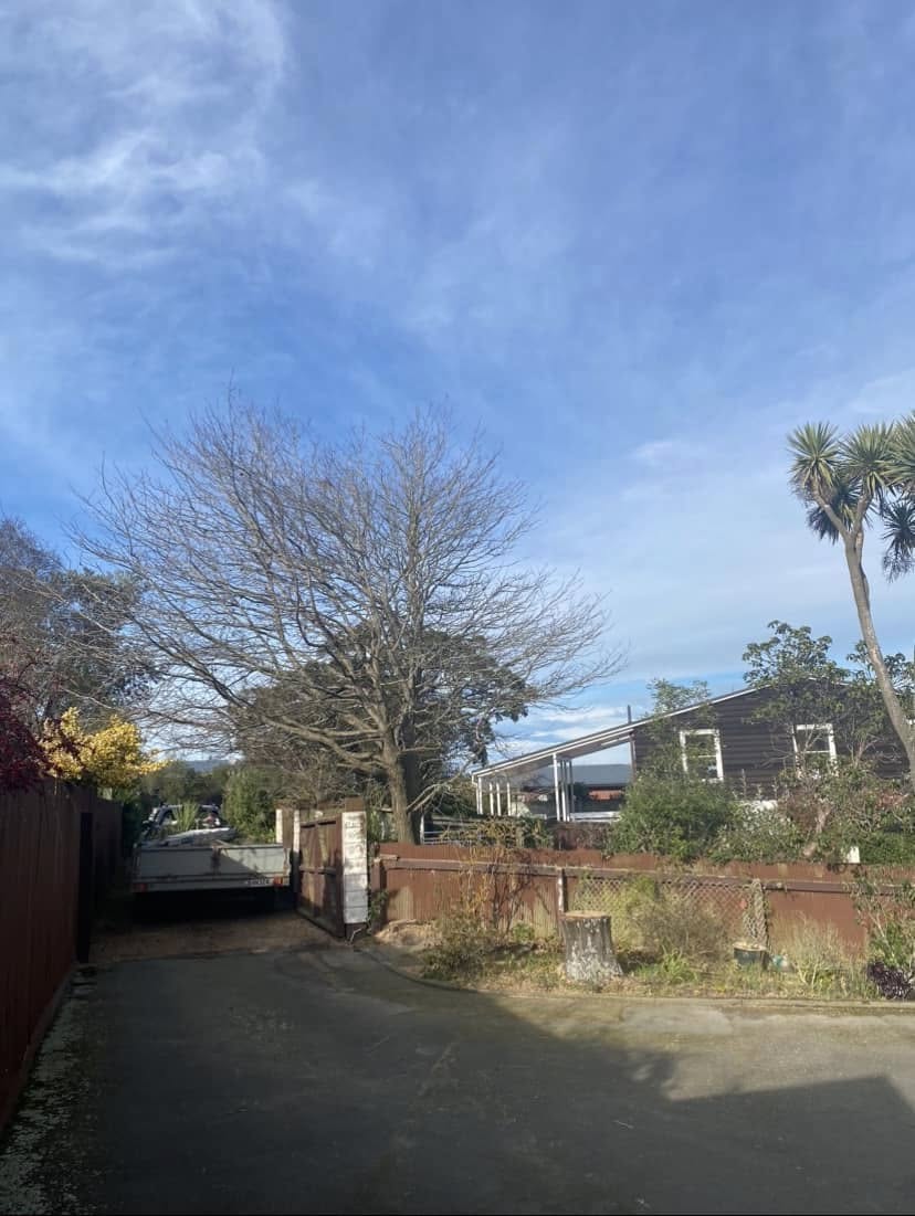 Established garden tree before reshaping work