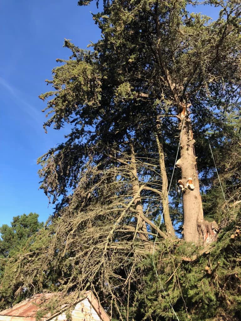 Tree branches being removed in a controlled work area