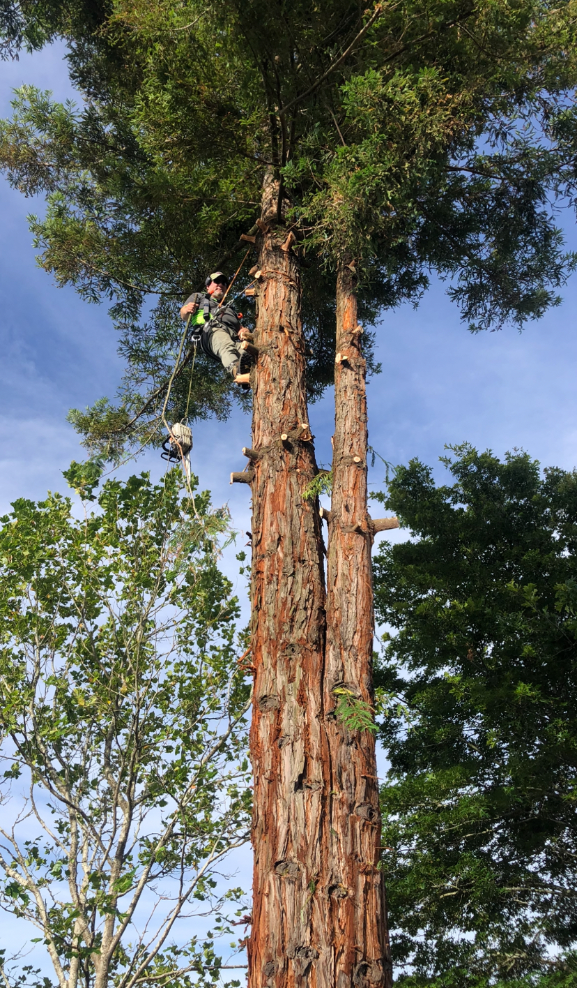 Tree worker operating high in a mature tree canopy