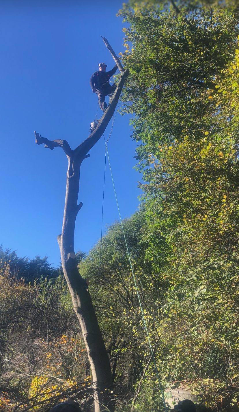 Tall stripped tree trunk during controlled removal