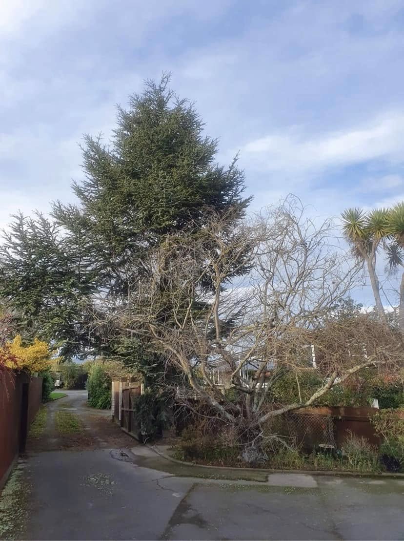 Large tree beside a residential driveway before work