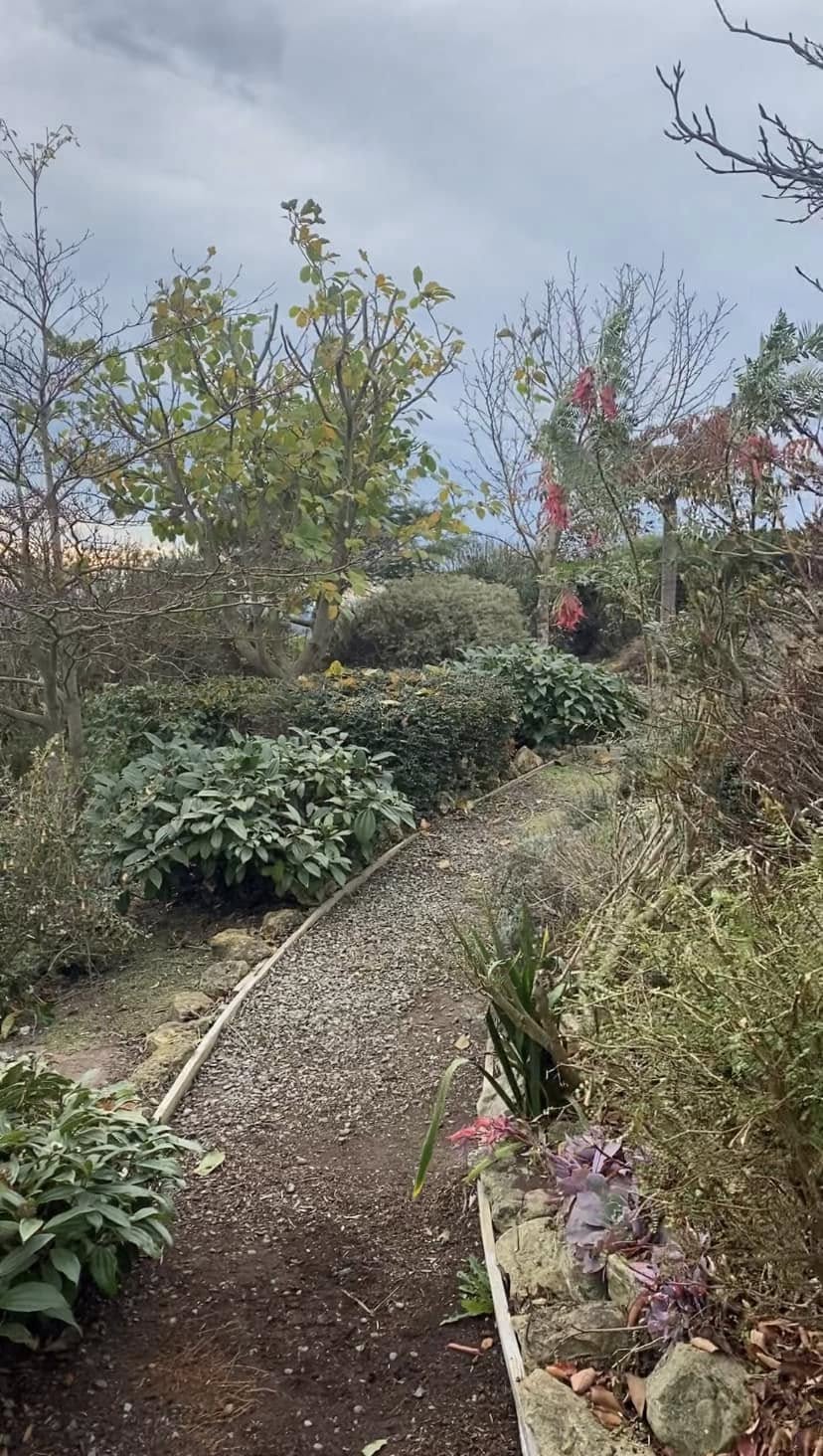 Garden after tree maintenance and clean-up
