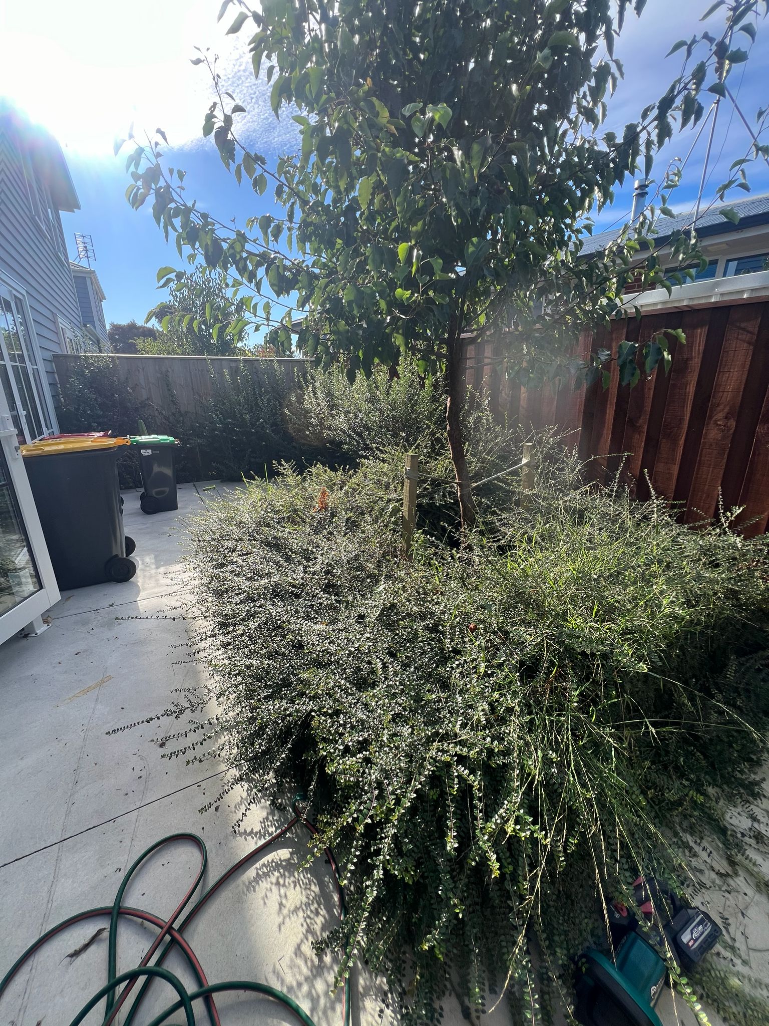 Overgrown vegetation ready for management